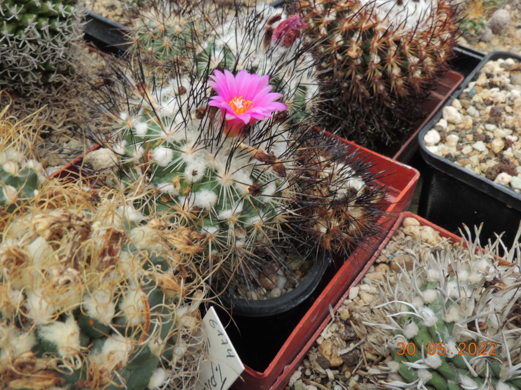 Cacti and Sukkulent in Köln, every day new flowers in the greenhouse Part 275 Bild9253