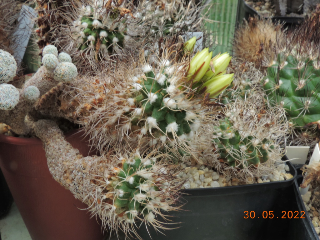 Cacti and Sukkulent in Köln, every day new flowers in the greenhouse Part 275 Bild9254