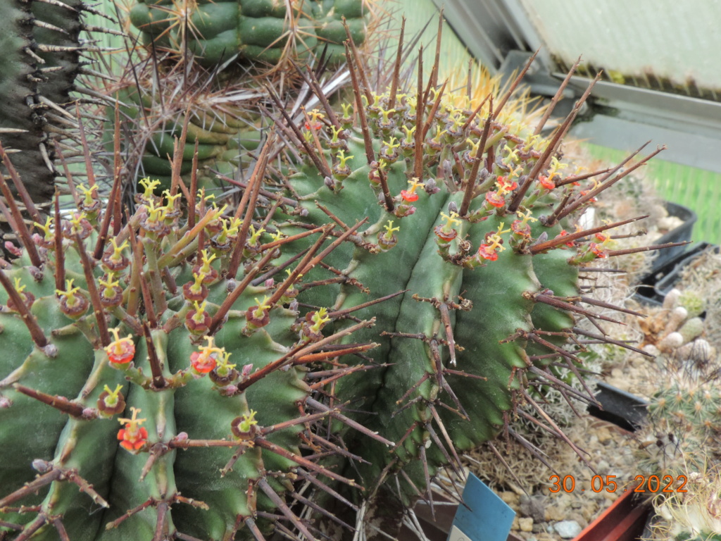 Cacti and Sukkulent in Köln, every day new flowers in the greenhouse Part 275 Bild9255