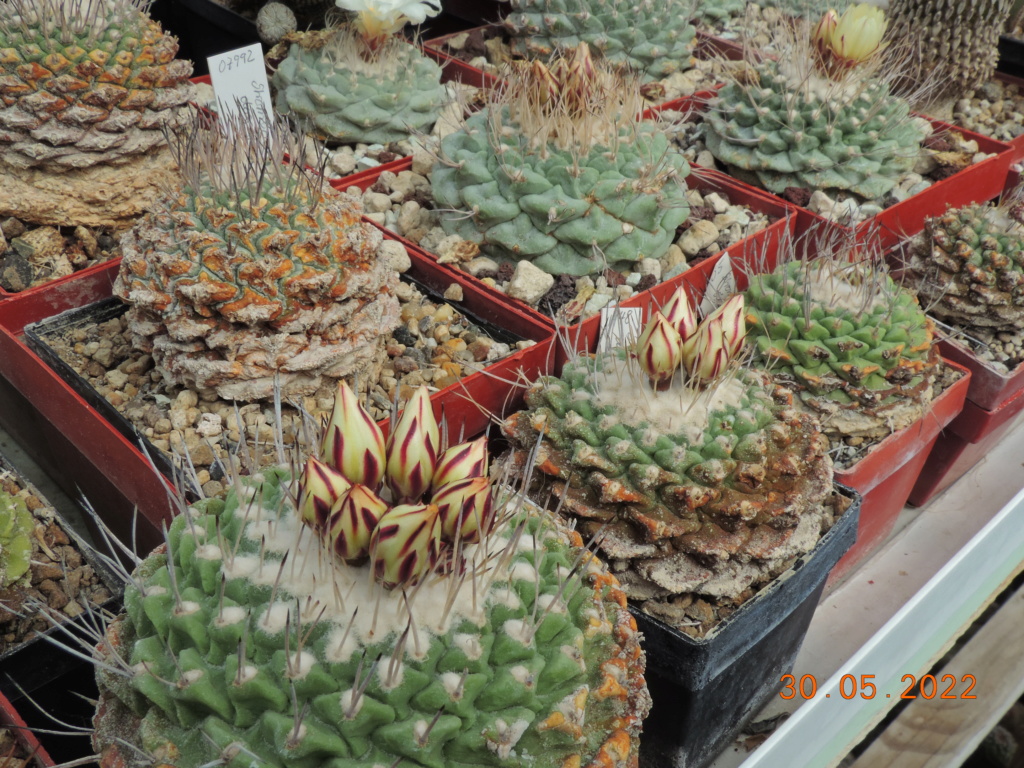 Cacti and Sukkulent in Köln, every day new flowers in the greenhouse Part 275 Bild9256