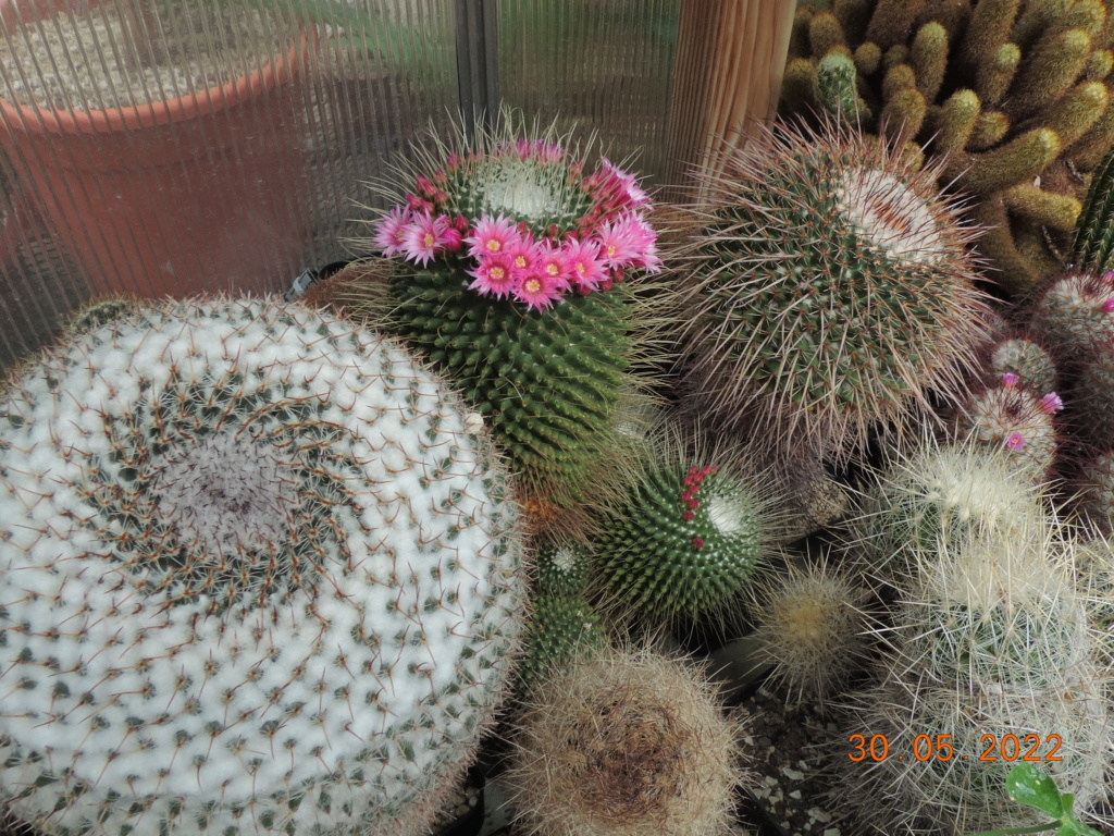 Cacti and Sukkulent in Köln, every day new flowers in the greenhouse Part 275 Bild9258