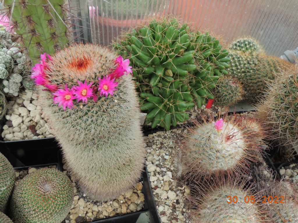 Cacti and Sukkulent in Köln, every day new flowers in the greenhouse Part 275 Bild9259