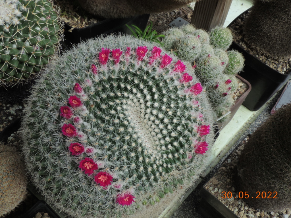 Cacti and Sukkulent in Köln, every day new flowers in the greenhouse Part 275 Bild9260
