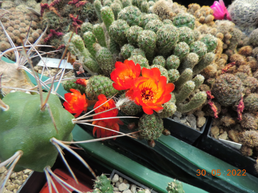 Cacti and Sukkulent in Köln, every day new flowers in the greenhouse Part 275 Bild9262