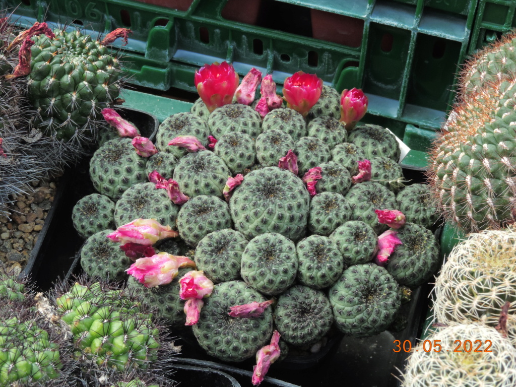 Cacti and Sukkulent in Köln, every day new flowers in the greenhouse Part 275 Bild9263