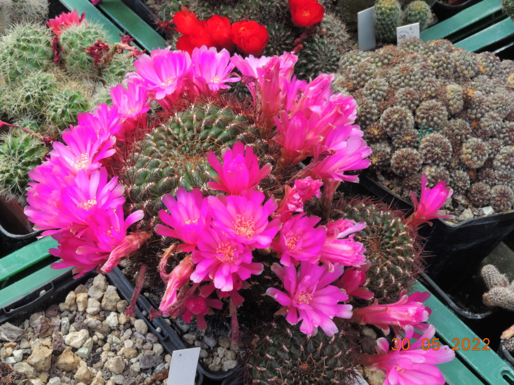 Cacti and Sukkulent in Köln, every day new flowers in the greenhouse Part 275 Bild9264