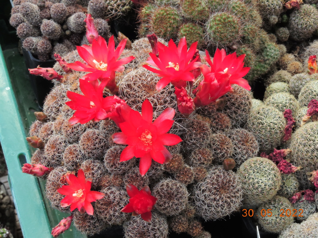 Cacti and Sukkulent in Köln, every day new flowers in the greenhouse Part 275 Bild9265