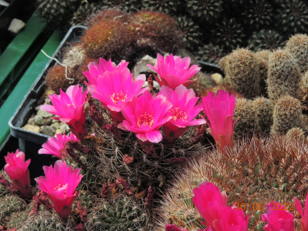 Cacti and Sukkulent in Köln, every day new flowers in the greenhouse Part 275 Bild9266