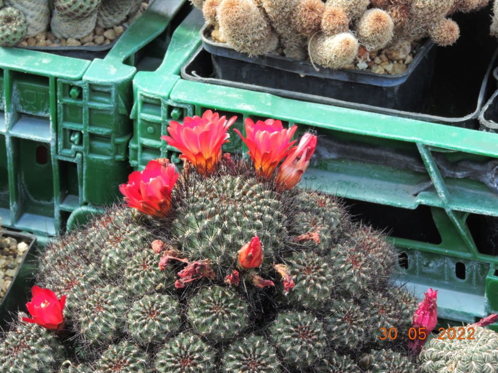 Cacti and Sukkulent in Köln, every day new flowers in the greenhouse Part 275 Bild9267