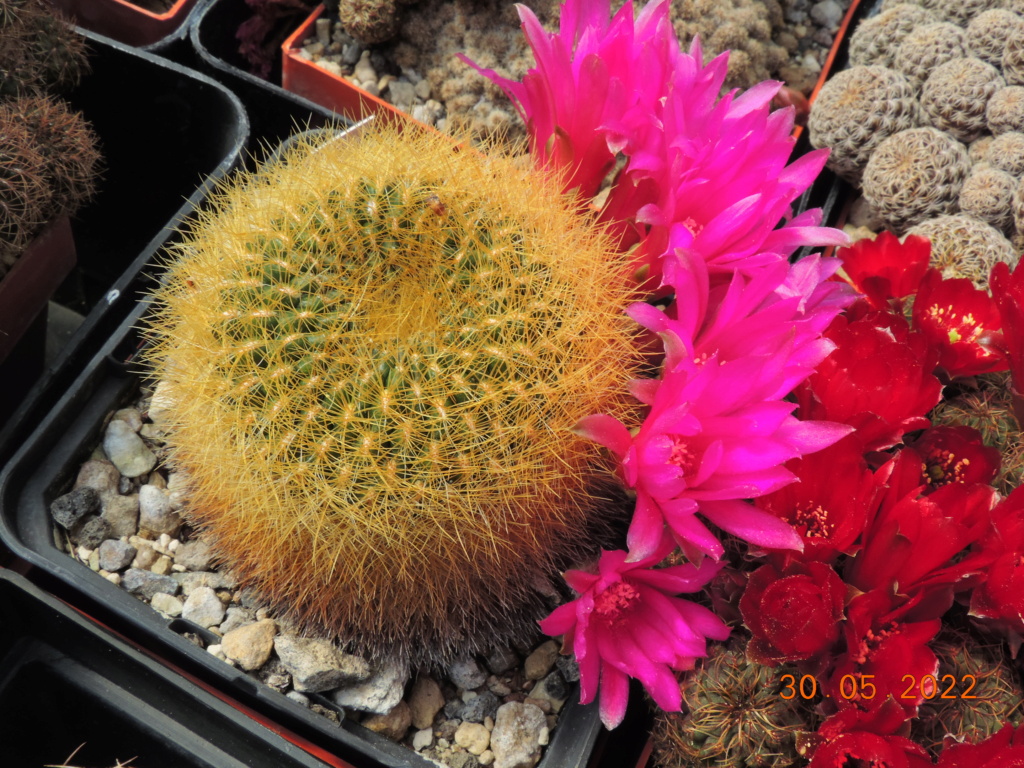 Cacti and Sukkulent in Köln, every day new flowers in the greenhouse Part 275 Bild9269