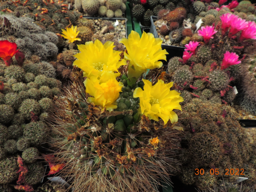 Cacti and Sukkulent in Köln, every day new flowers in the greenhouse Part 275 Bild9271