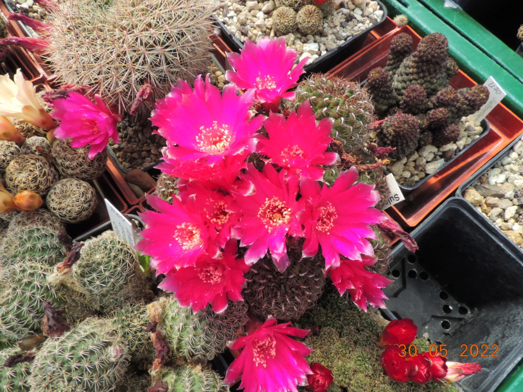 Cacti and Sukkulent in Köln, every day new flowers in the greenhouse Part 275 Bild9272