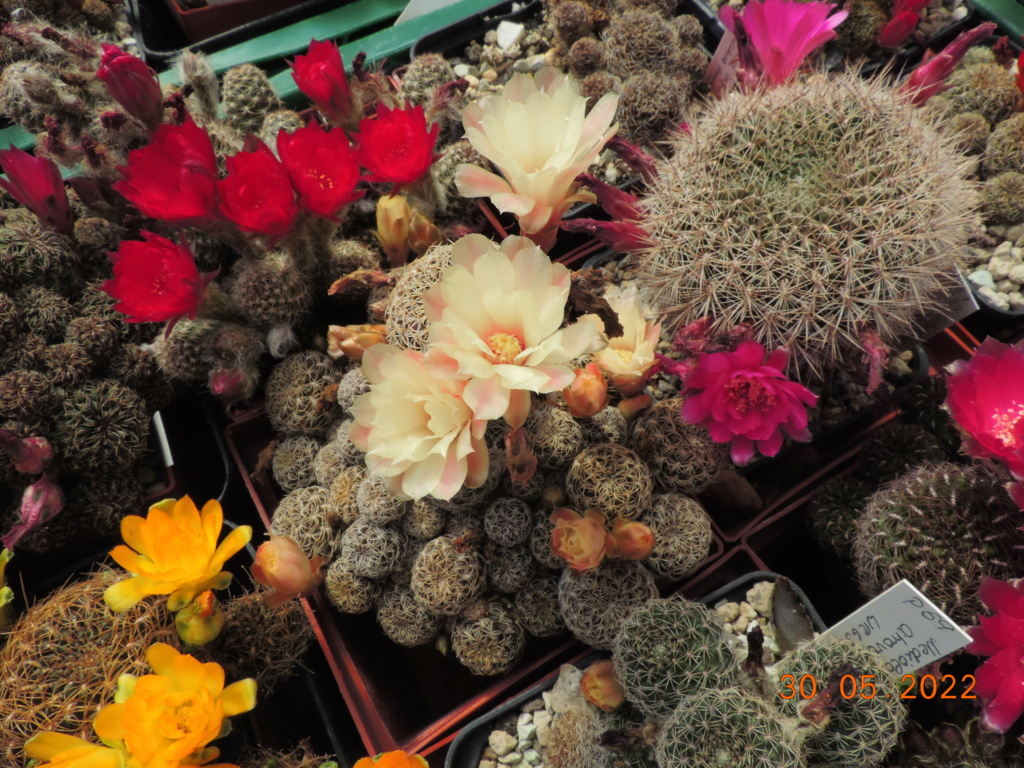 Cacti and Sukkulent in Köln, every day new flowers in the greenhouse Part 275 Bild9273