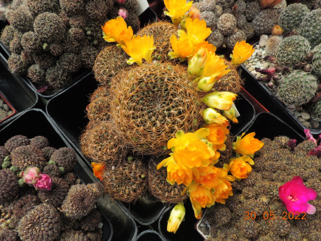Cacti and Sukkulent in Köln, every day new flowers in the greenhouse Part 275 Bild9274
