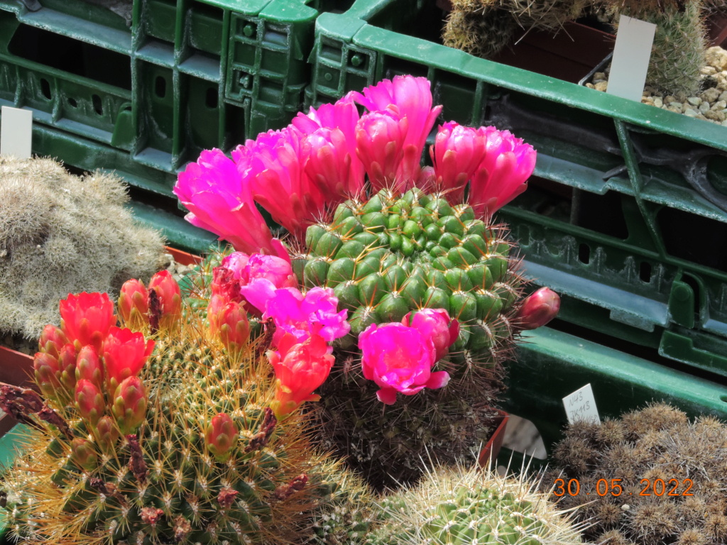 Cacti and Sukkulent in Köln, every day new flowers in the greenhouse Part 275 Bild9275