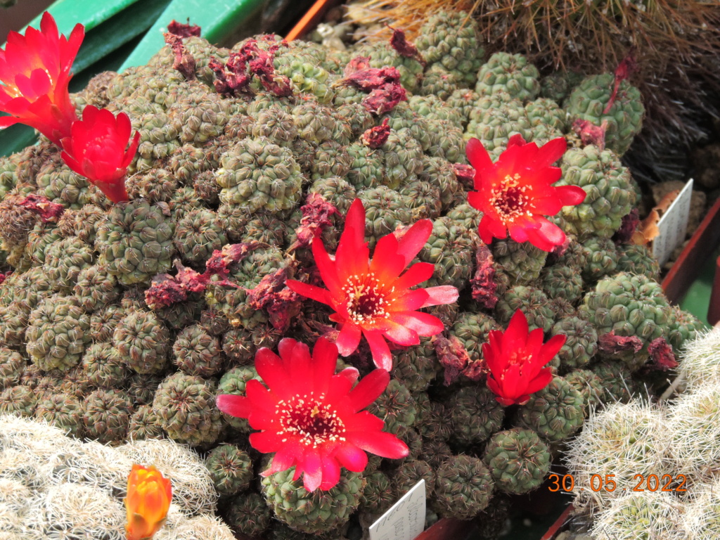Cacti and Sukkulent in Köln, every day new flowers in the greenhouse Part 275 Bild9277