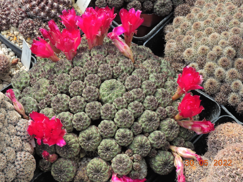 Cacti and Sukkulent in Köln, every day new flowers in the greenhouse Part 275 Bild9278