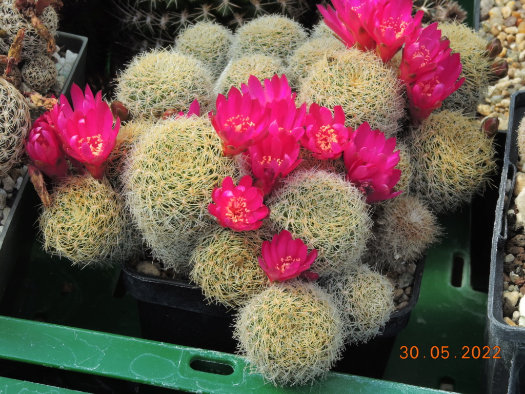 Cacti and Sukkulent in Köln, every day new flowers in the greenhouse Part 275 Bild9280