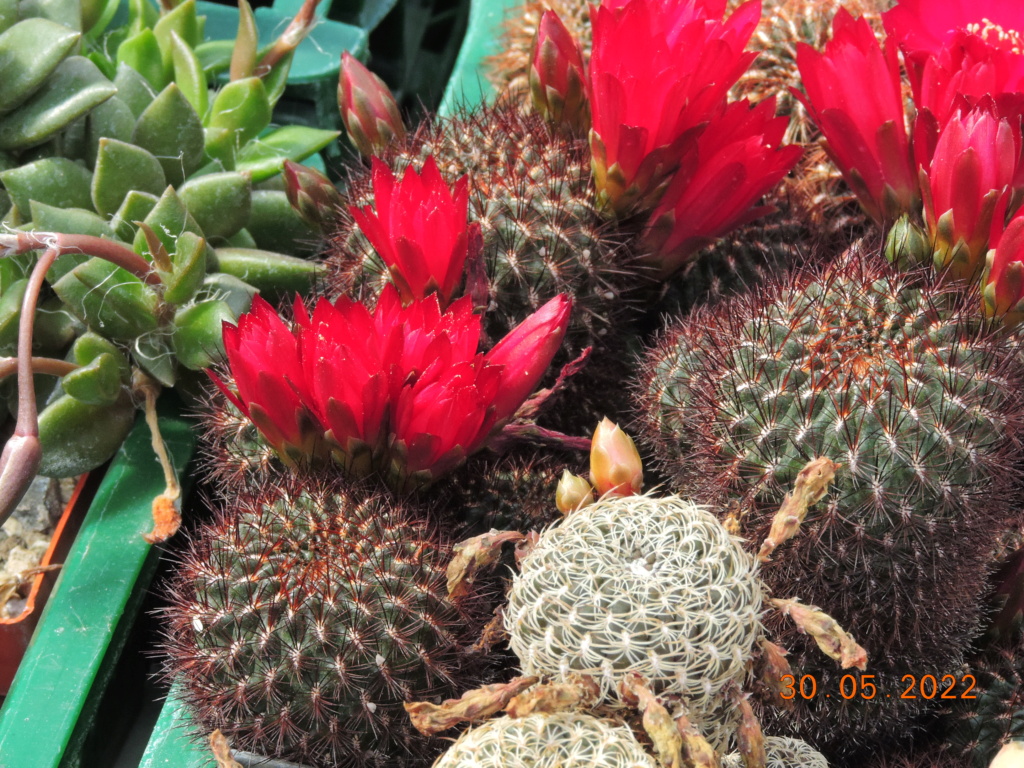 Cacti and Sukkulent in Köln, every day new flowers in the greenhouse Part 275 Bild9282
