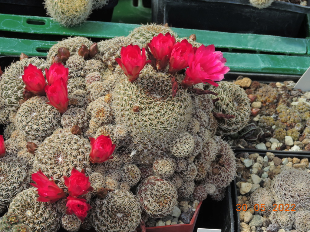 Cacti and Sukkulent in Köln, every day new flowers in the greenhouse Part 275 Bild9283