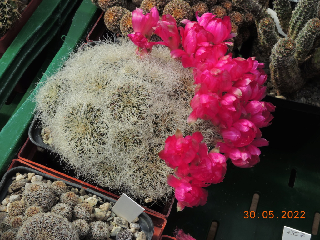 Cacti and Sukkulent in Köln, every day new flowers in the greenhouse Part 275 Bild9284