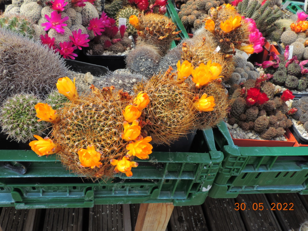 Cacti and Sukkulent in Köln, every day new flowers in the greenhouse Part 275 Bild9285
