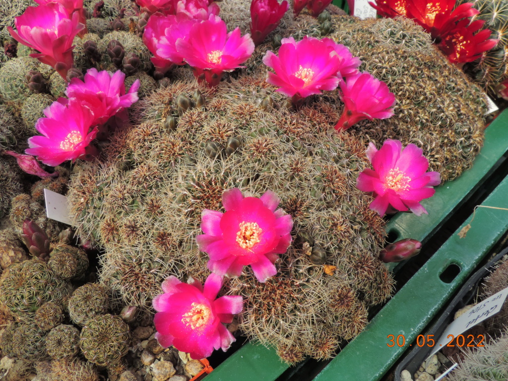 Cacti and Sukkulent in Köln, every day new flowers in the greenhouse Part 275 Bild9287