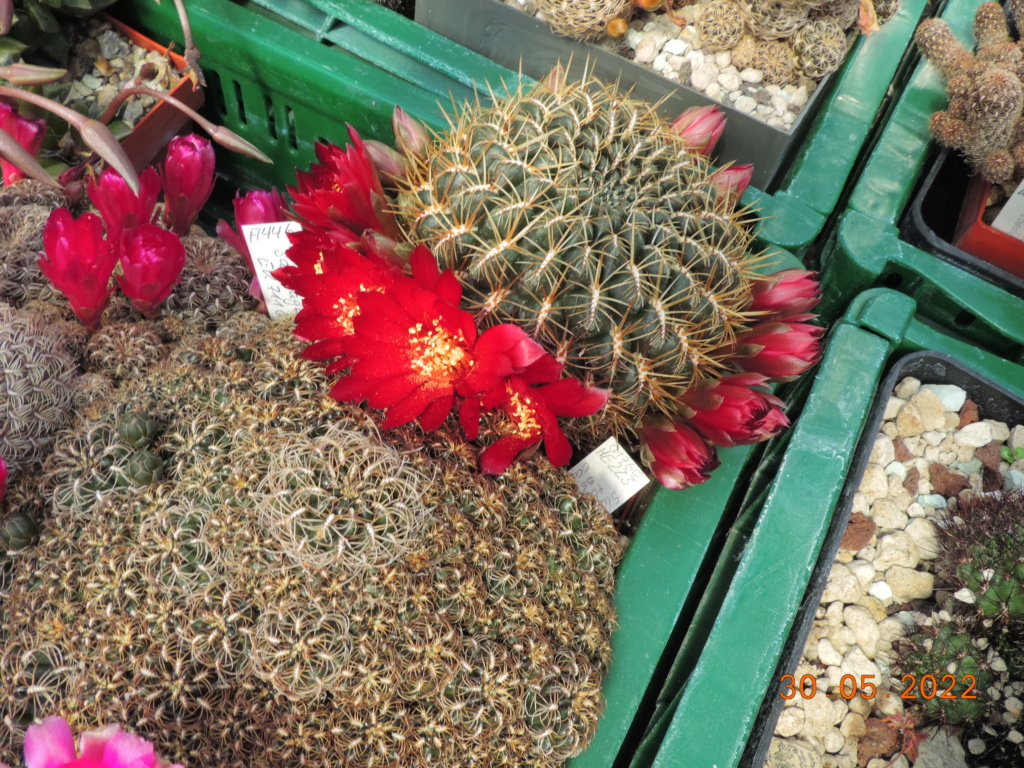 Cacti and Sukkulent in Köln, every day new flowers in the greenhouse Part 275 Bild9288