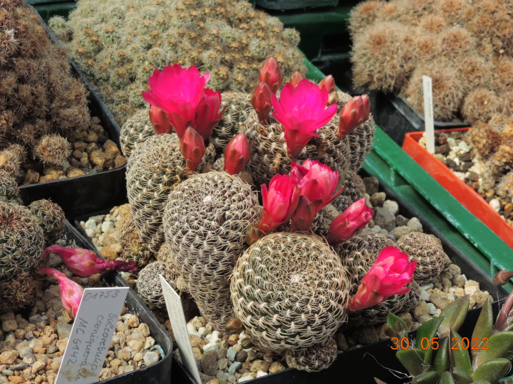 Cacti and Sukkulent in Köln, every day new flowers in the greenhouse Part 275 Bild9289