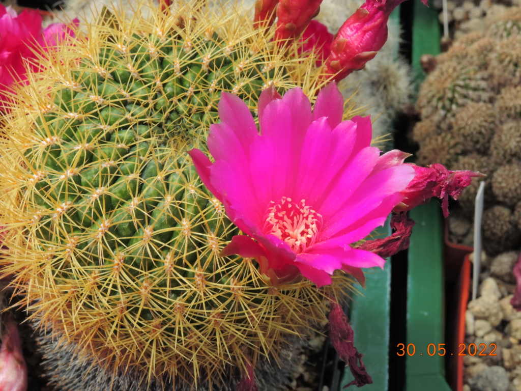 Cacti and Sukkulent in Köln, every day new flowers in the greenhouse Part 275 Bild9290