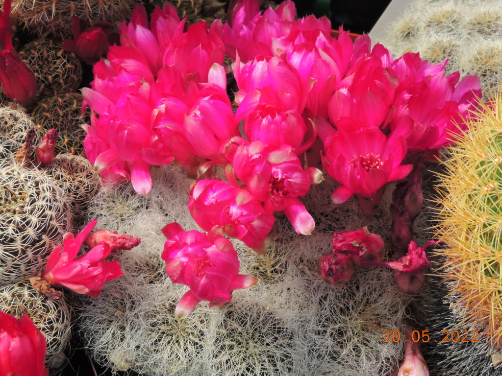 Cacti and Sukkulent in Köln, every day new flowers in the greenhouse Part 275 Bild9291