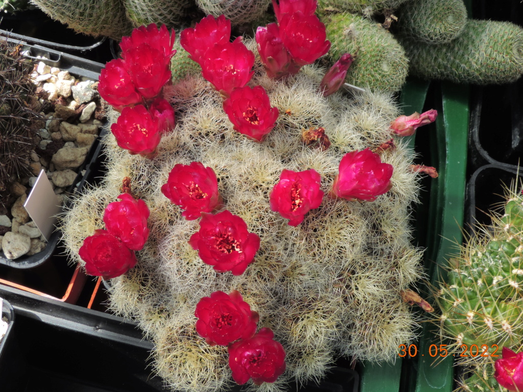 Cacti and Sukkulent in Köln, every day new flowers in the greenhouse Part 275 Bild9296