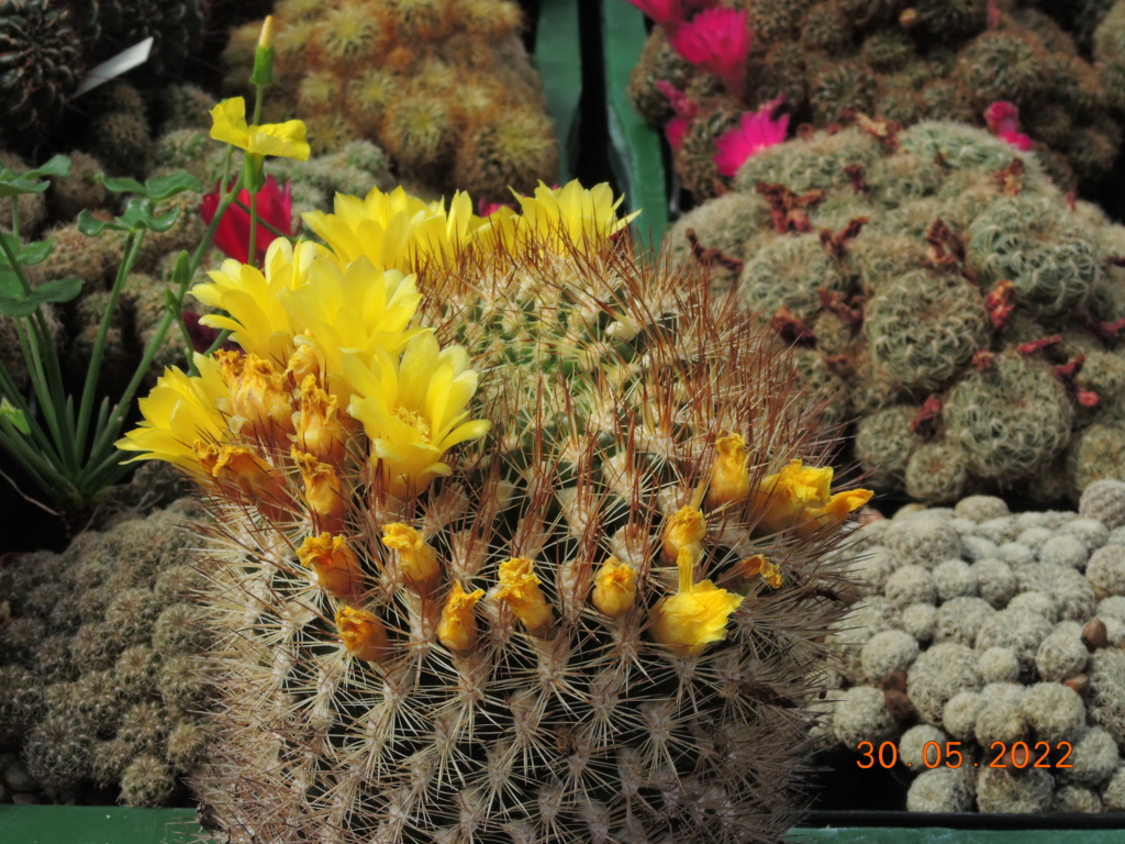 Cacti and Sukkulent in Köln, every day new flowers in the greenhouse Part 275 Bild9297
