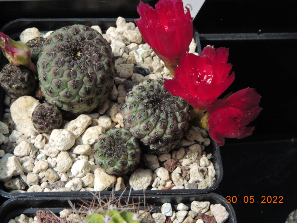 Cacti and Sukkulent in Köln, every day new flowers in the greenhouse Part 275 Bild9298