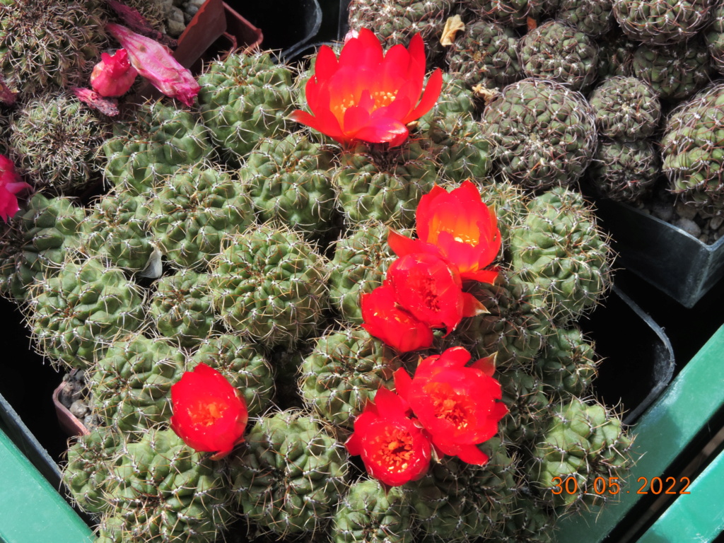 Cacti and Sukkulent in Köln, every day new flowers in the greenhouse Part 275 Bild9299