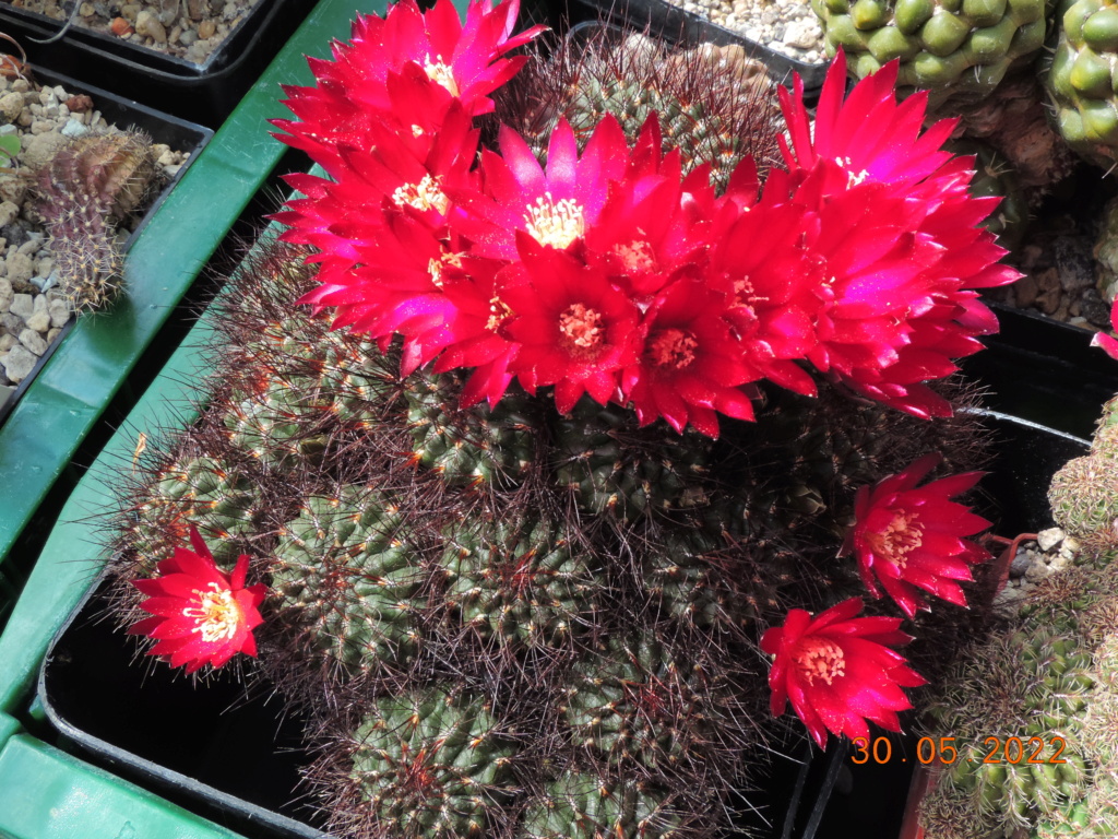 Cacti and Sukkulent in Köln, every day new flowers in the greenhouse Part 275 Bild9300