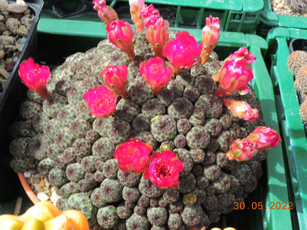 Cacti and Sukkulent in Köln, every day new flowers in the greenhouse Part 275 Bild9301