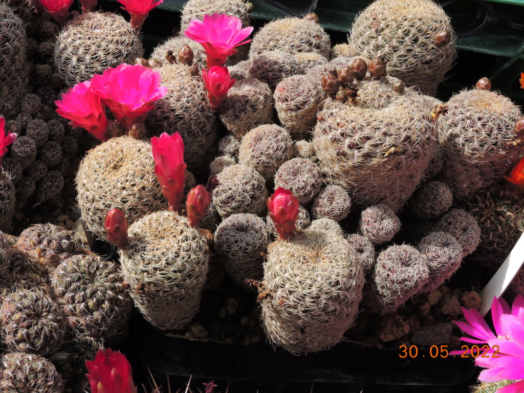 Cacti and Sukkulent in Köln, every day new flowers in the greenhouse Part 275 Bild9305