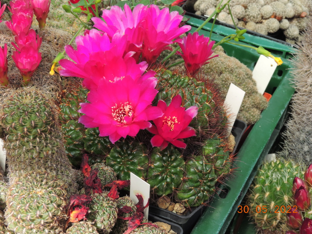 Cacti and Sukkulent in Köln, every day new flowers in the greenhouse Part 275 Bild9306