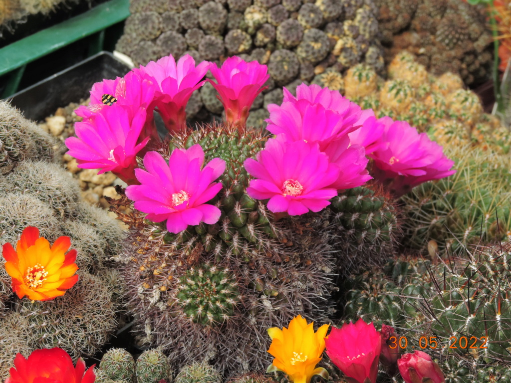 Cacti and Sukkulent in Köln, every day new flowers in the greenhouse Part 275 Bild9307