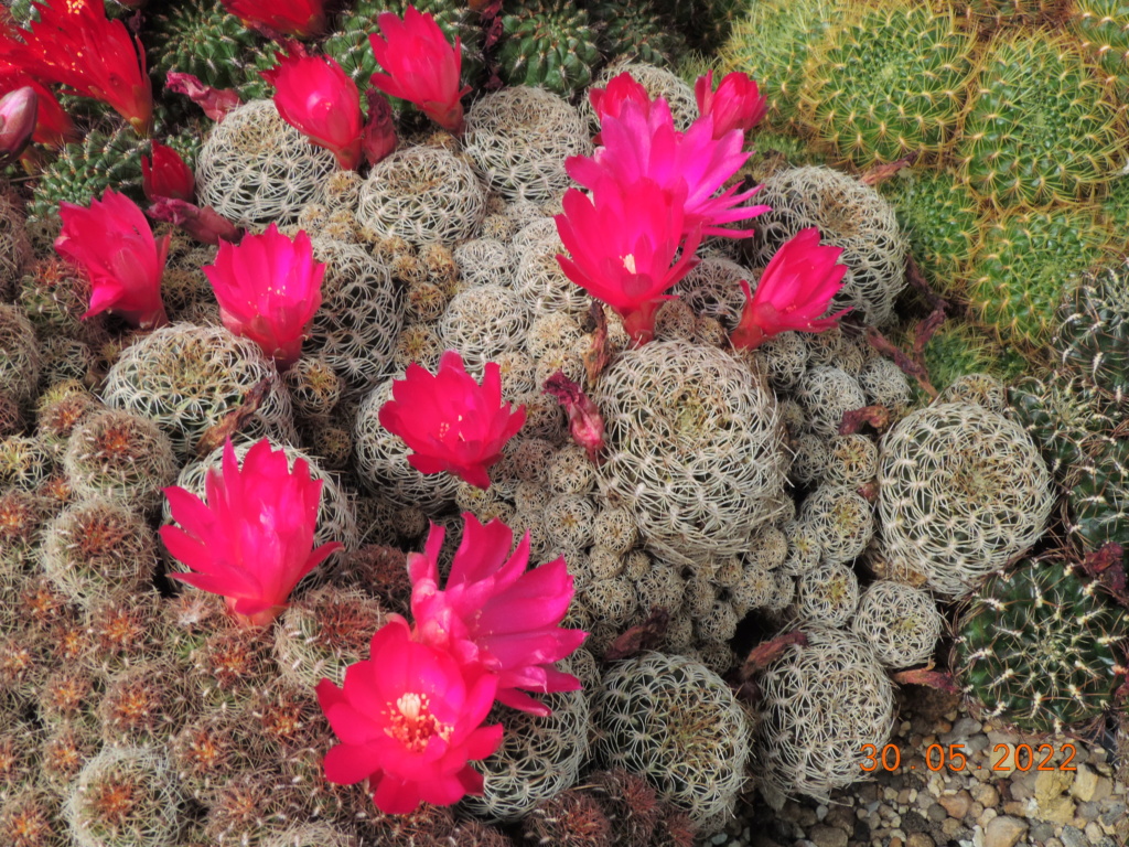 Cacti and Sukkulent in Köln, every day new flowers in the greenhouse Part 275 Bild9310
