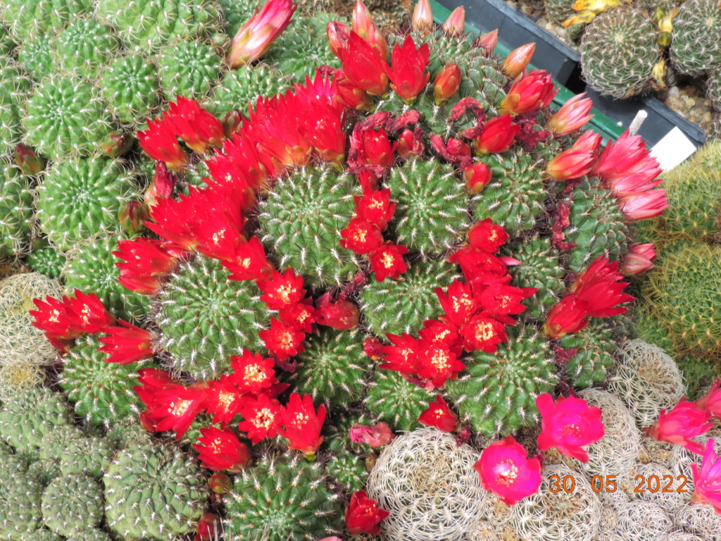 Cacti and Sukkulent in Köln, every day new flowers in the greenhouse Part 275 Bild9311