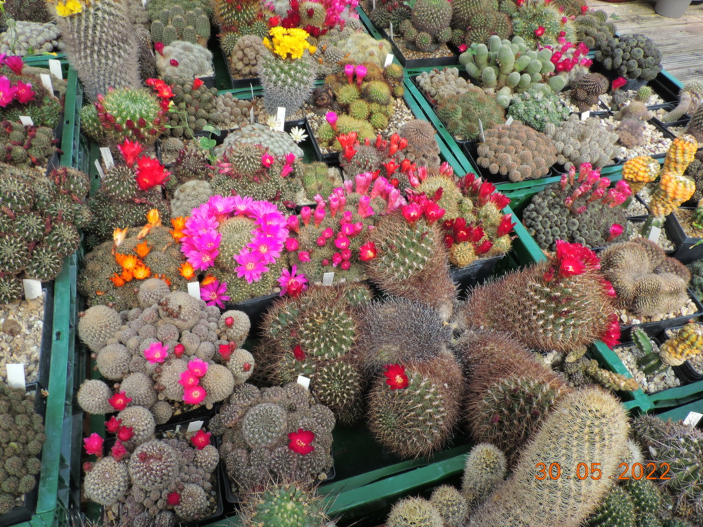 Cacti and Sukkulent in Köln, every day new flowers in the greenhouse Part 275 Bild9314