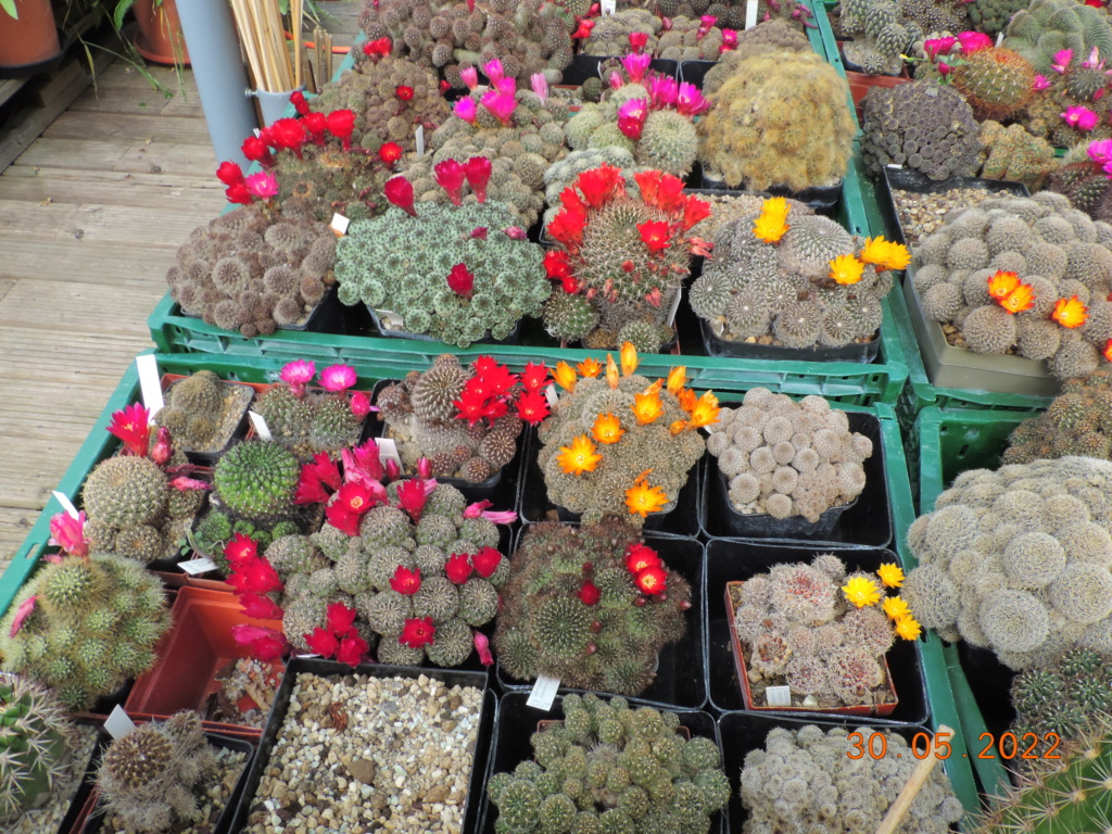 Cacti and Sukkulent in Köln, every day new flowers in the greenhouse Part 275 Bild9315