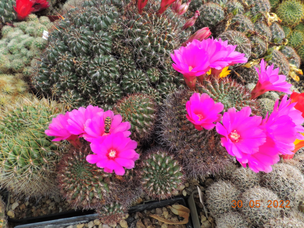 Cacti and Sukkulent in Köln, every day new flowers in the greenhouse Part 275 Bild9316