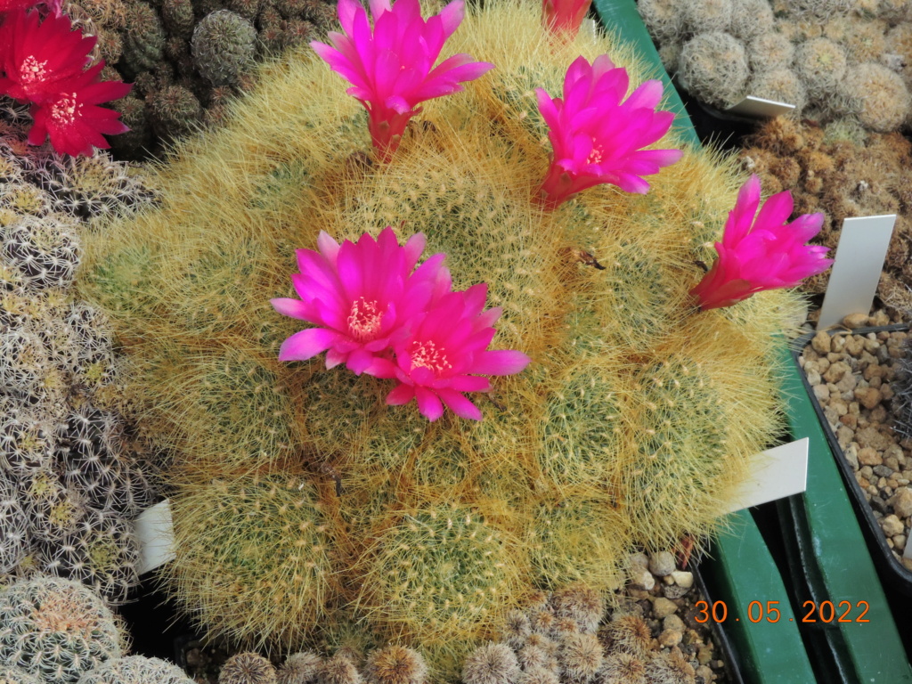 Cacti and Sukkulent in Köln, every day new flowers in the greenhouse Part 275 Bild9318