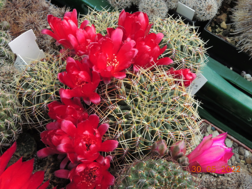 Cacti and Sukkulent in Köln, every day new flowers in the greenhouse Part 275 Bild9319