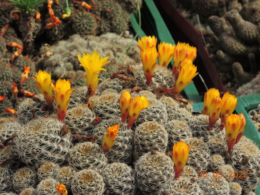 Cacti and Sukkulent in Köln, every day new flowers in the greenhouse Part 275 Bild9323