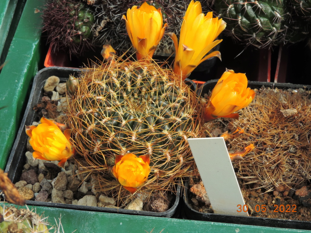 Cacti and Sukkulent in Köln, every day new flowers in the greenhouse Part 275 Bild9326