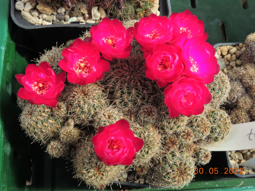 Cacti and Sukkulent in Köln, every day new flowers in the greenhouse Part 275 Bild9328